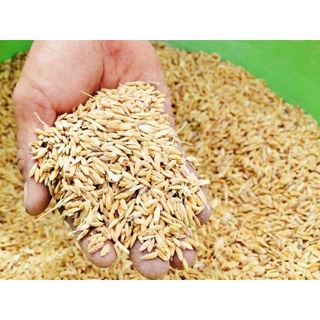 500Gr hạt lúa (thóc) [Paddy Seeds] cho Gà Kiểng, Chim Cảnh hoặc ươm mầm.