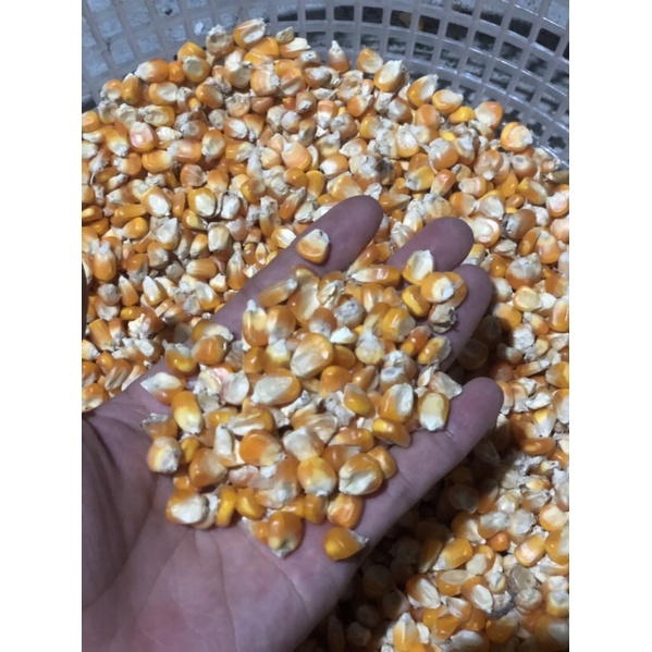 Ngô hạt -1kg