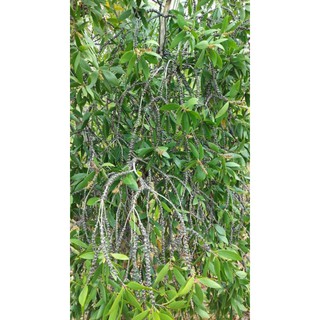 Tinh Dầu Tràm Phương Đông Farm