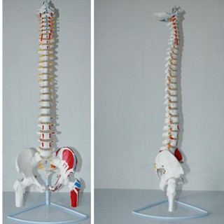 Mô hình cột sống 45cm