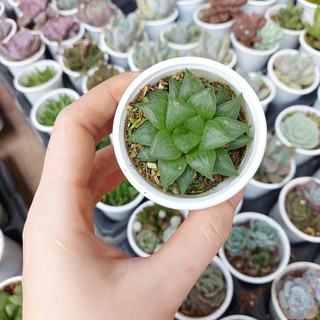 Sen đá ngọc nhỏ lá nhọn