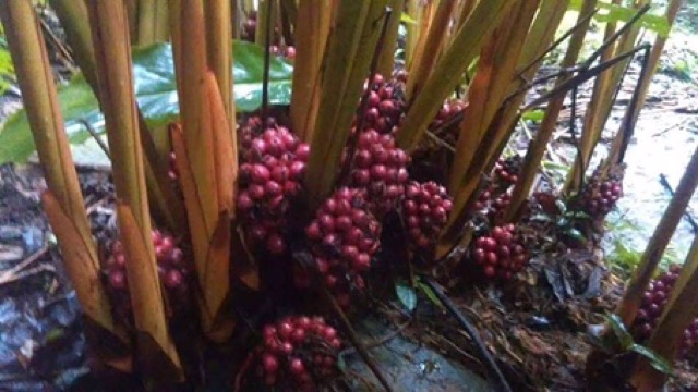 1kg. Thảo quả sạch (quả tò ho) gia vị cho phở và các món ăn ngon | BigBuy360 - bigbuy360.vn