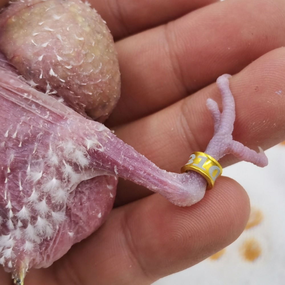 Bộ 10 Nhẫn Nhôm Đeo Chân Chim 4mm/4.7mm