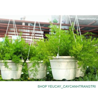 [CÂY CHẬU TREO] Cây thiên môn đông - Cây treo ban công, sân vườn, để bàn - Xanh tươi quanh năm - Ảnh chụp thật