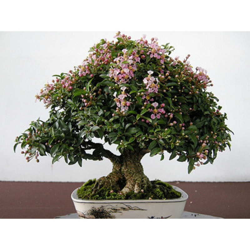 combo 2 bầu cây giống Hồng ngọc mai bonsai , cây giống gửi đi nguyên bầu