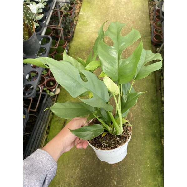 Chậu cứng Monstera mini