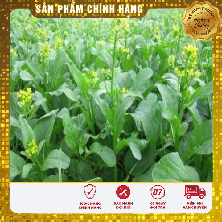 Hạt giống Rau Cải Ngồng Mập ( 20 gram)