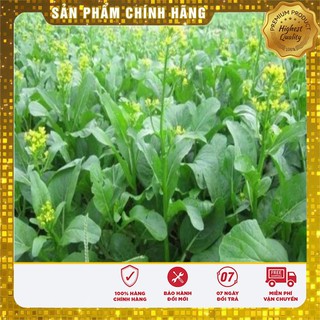 Hạt giống Rau Cải Ngồng Mập ( 20 gram)