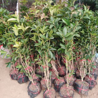 Cây mộc hương ta cao 1m đang ra hoa