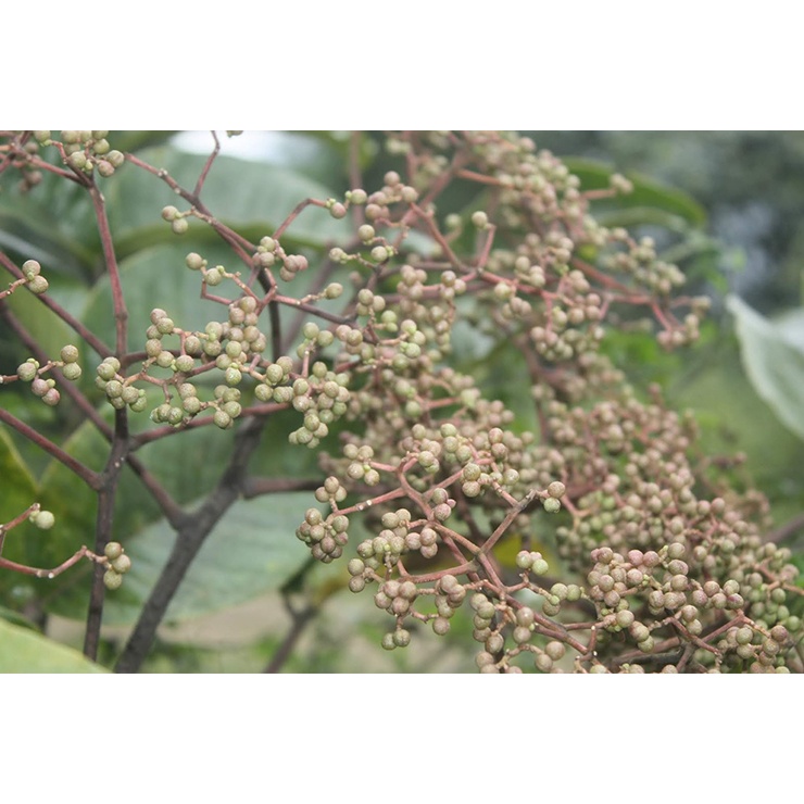 Hạt Mắc Khén Rừng - Hạt Mắc Khén Tây Bắc Loại 1