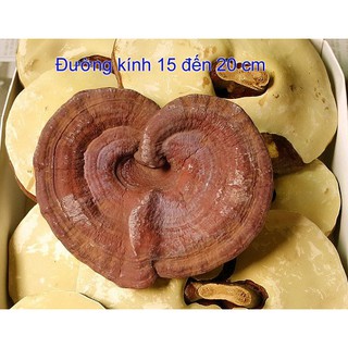 Nấm Linh Chi Hàn Quốc Cao Cấp 1Kg