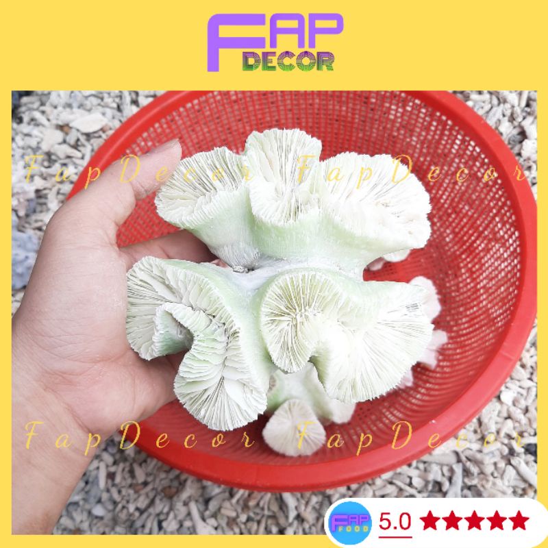Bông San Hô Hải Quỳ Xanh Tự Nhiên Decor Bể Cá, Thủy Sinh, Trang Trí Kệ Tủ Làm Quà Tặng - FapFood