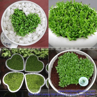 10GR 4000.HẠT Hạt Giống Cỏ May Mắn (| B30-KD: B30*V45)