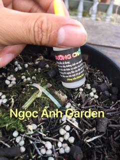 Dưỡng chất AB (siêu phẩm dành cho hoa lan)