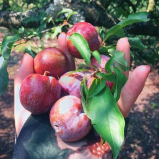 MẬN BẮC SẤY MUỐI ỚT NGỌT CAY MẶN VILIFARM