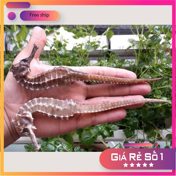 ❤❤  Cá Ngựa LỚN dài 11-12cm. Hải Mã Khô tặng kèm 2 hải long. Cá Ngựa Khô Ngâm Rựu