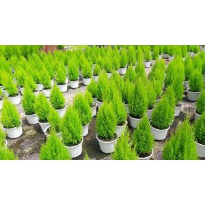 Cây tùng thơm cao từ 70cm