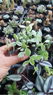 Lan hạt dưa cẩm thạch