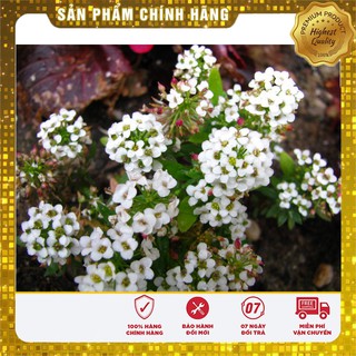 Hạt giống hoa ngàn sao trắng (50 hạt)