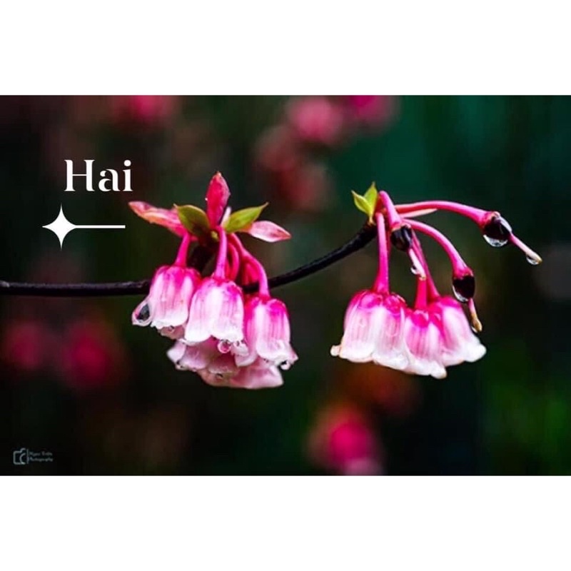 Hoa Lan Chuông sỉ 12k