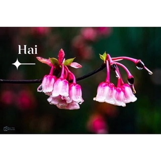 Hoa Lan Chuông sỉ 12k( 1 bó đủ màu)