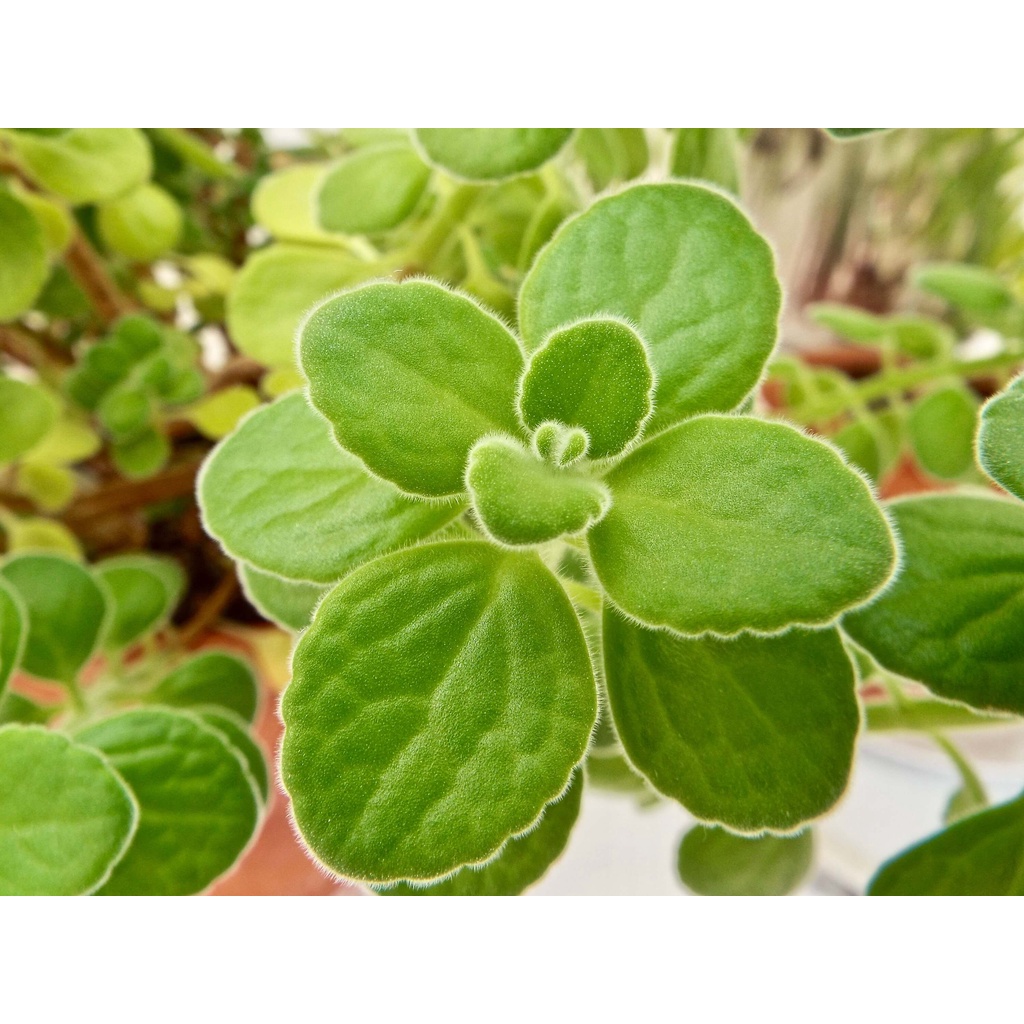 Cây giống Plectranthus amboinicus Cuban Oregano (Kinh Giới Cu Ba) (Lá Có Mùi Rất Thơm) chậu nhựa 8cm