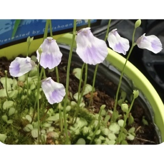 Cỏ giấy livida, utricularia livida