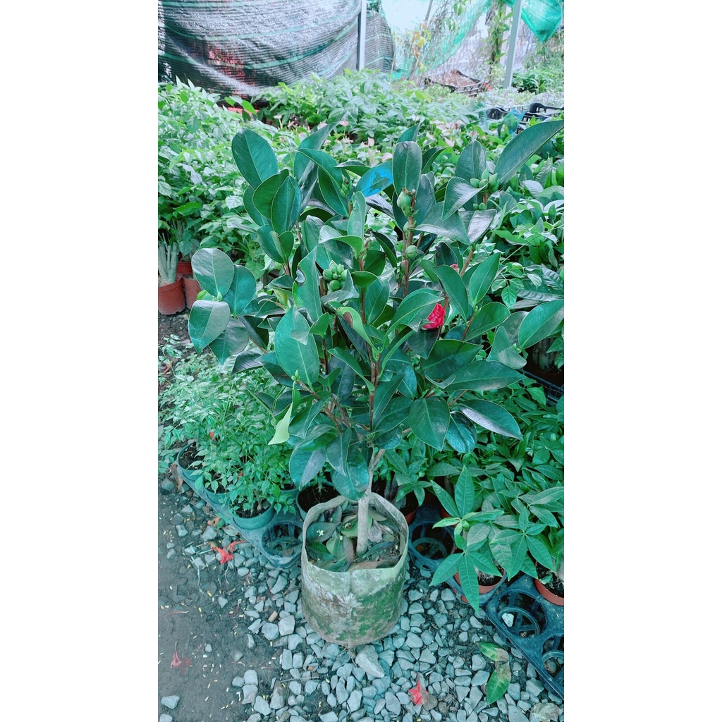 Cây Hoa Trà My hàng đẹp