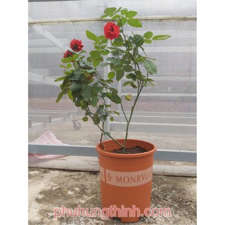 Bộ 2 Chậu nhựa trồng hoa MONROVIA (Tặng kèm phân bón)