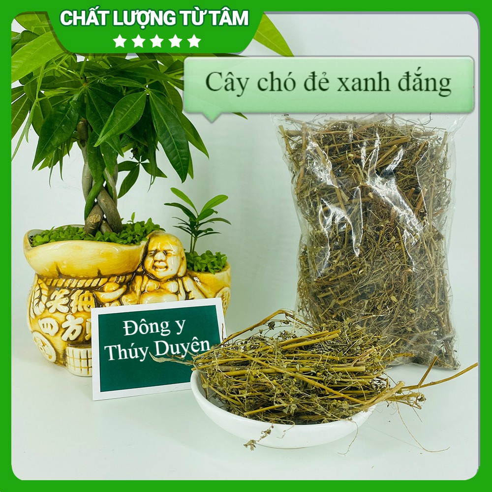 Cây Chó Đẻ 500g (Hàng chất lượng loại 1) - Diệp Hạ Châu