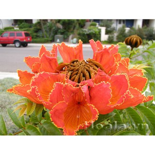 hoa phượng lửa(phượng hoàng đỏ)