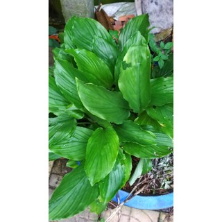 củ ngải đen tươi 1kg
