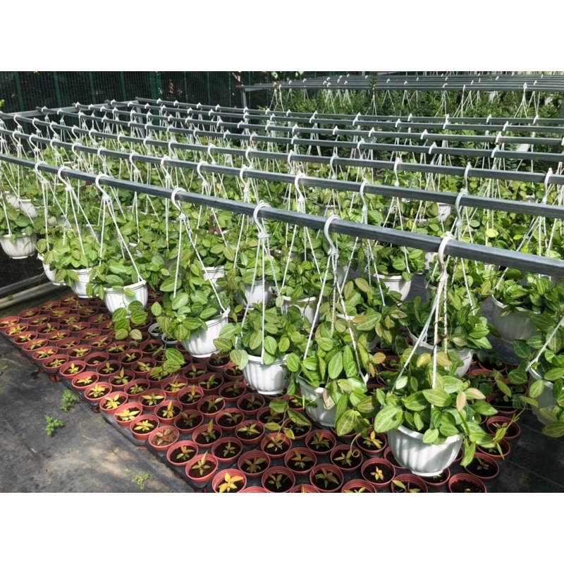 Cây lá dưa hấu chậu treo-dischivia ovata