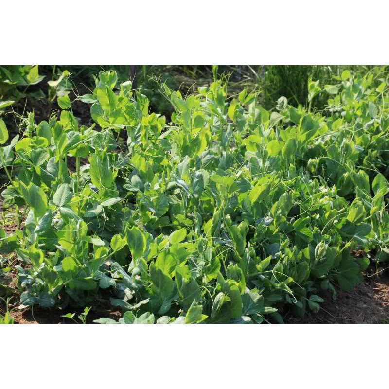 30gram-Hạt giống đậu hà lan ăn lá