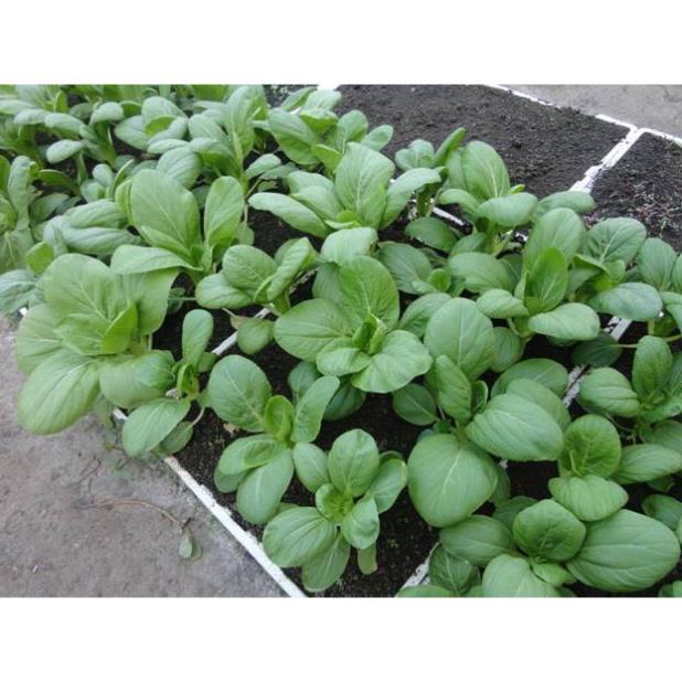 Hạt Giống Rau Cải Thìa/ Cải Chip  - Giòn, Ngọt, Bổ Dưỡng - MUA 3 TẶNG 1 CÙNG LOẠI