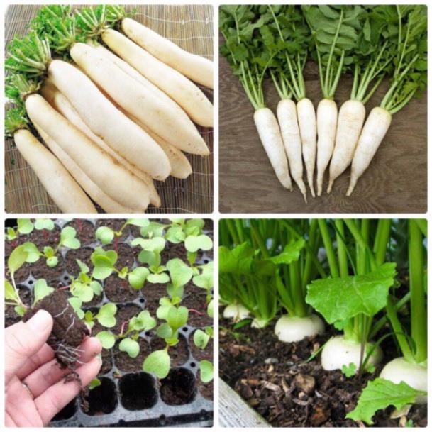 Hạt giống củ cải trắng dễ lên, dễ trồng và ăn ngon 50gr