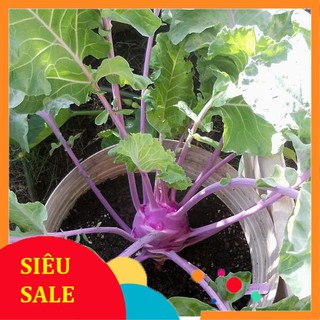 Hạt Giống Su Hào Tím (300 Hạt) - [MUA 3 TẶNG 1 CÙNG LOẠI] - Giàu Dinh Dưỡng , Năng Suất Cao