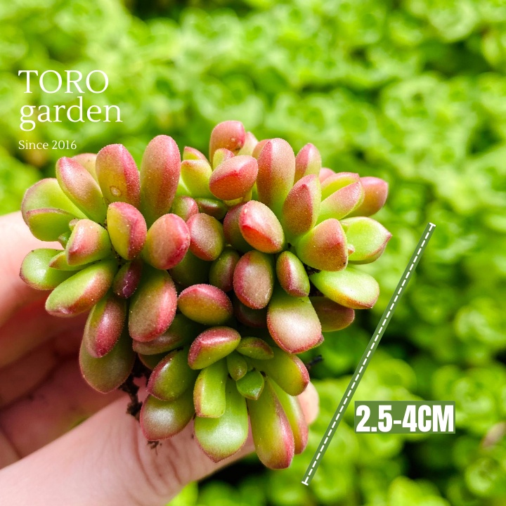 SEN ĐÁ SEDUM CAM ĐÀ LẠT SIZE MINI, SIÊU KHOẺ ĐẸP, THUẦN MỌI KHÍ HẬU, HƯ 1 ĐỔI 1