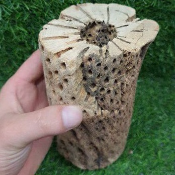 LŨA TEDDY BEAR CHOLLA  SIZE CỰC TO- LŨA XƯƠNG RỒNG - ĐỒ CHƠI TÉP KIỂNG - DÁN RÁY. BUCEP. RÊU