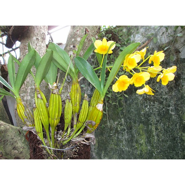 Lan Hoàng lạp 45k/bó  - Sơn thuỷ tiên