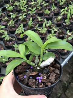 Hoa lan trầm trắng VN147