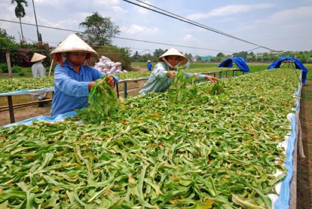 Lá trinh nữ hoàng cung khô( dược liệu quý)