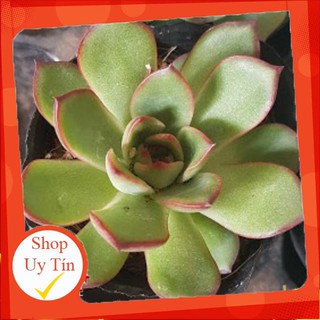 Sen đá viền đỏ🍏 |FREESHIP| 🔥 XỨ NÓNG, ĐÃ THUẦN KHÍ HẬU, KHOẺ ĐẸP 🍏 LỖI 1 ĐỔI 1