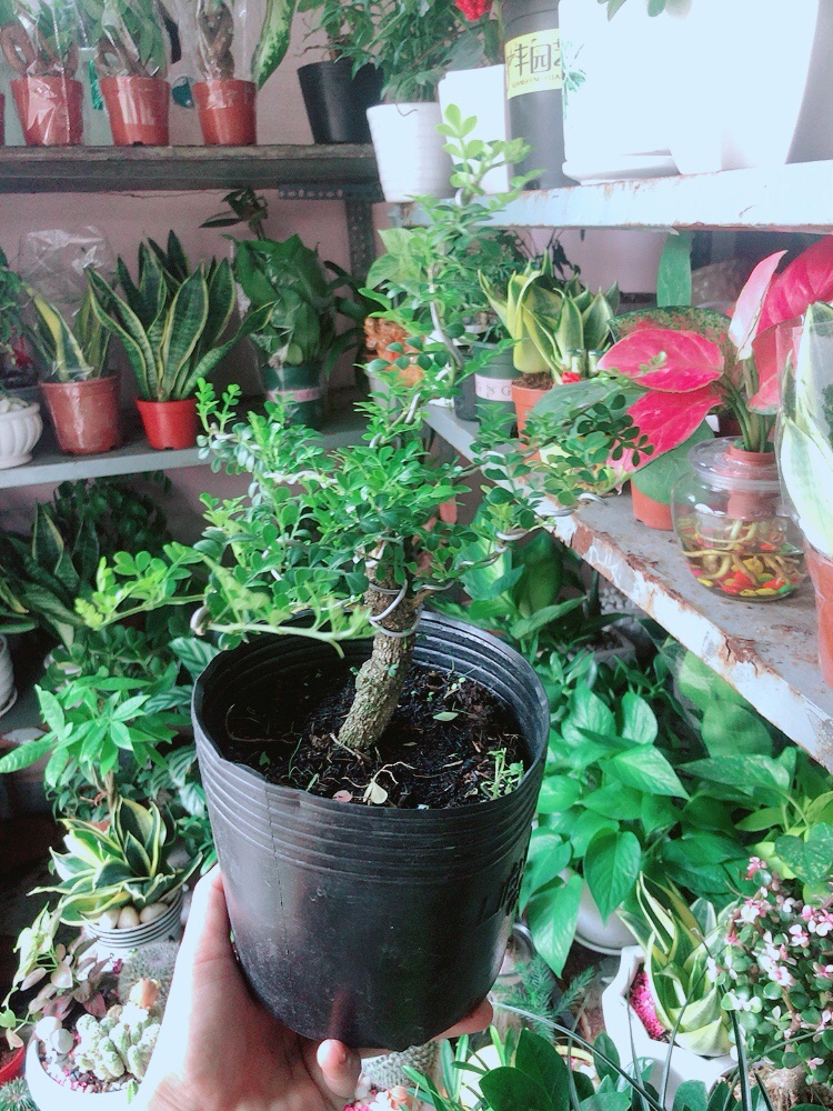 Cây Cần Thăng Bonsai