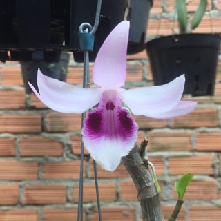 Lan Phi Điệp,Giả hạc số 8 (kie)