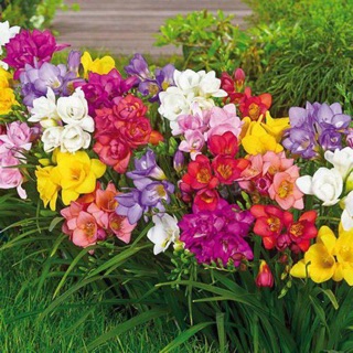 Củ lan nam phi nhiều màu rất đeph