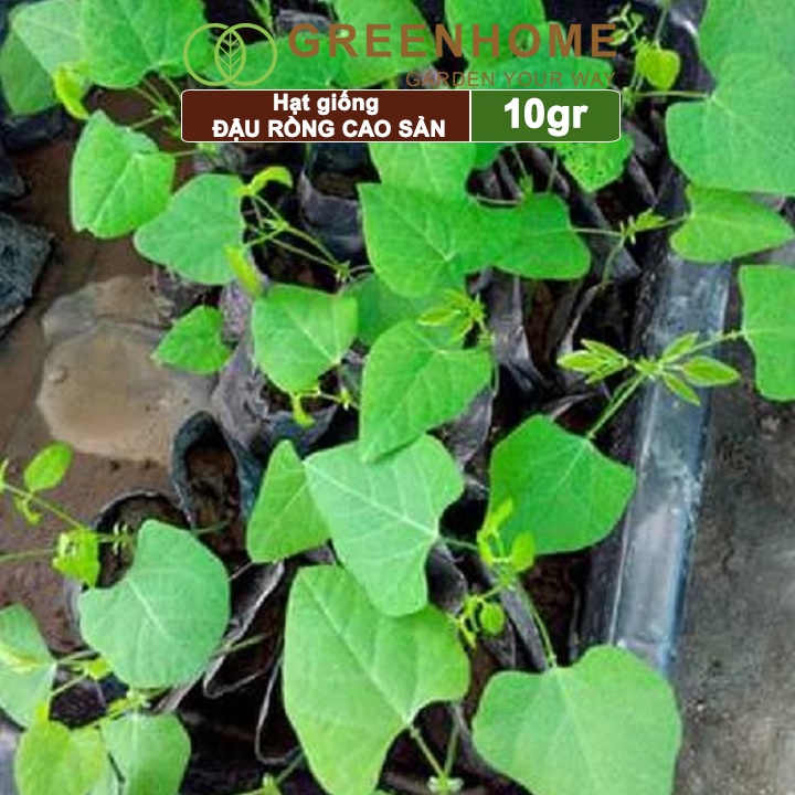 Hạt giống Đậu Rồng cao sản Greenhome, gói 10gr, sinh trưởng mạnh, năng suất cao T08