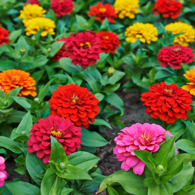 HẠT GIỐNG HOA CÚC LÁ NHÁM Hạt Zinnia Tinh tế Màu sắc sắc nét tươi sáng đẹp mắt