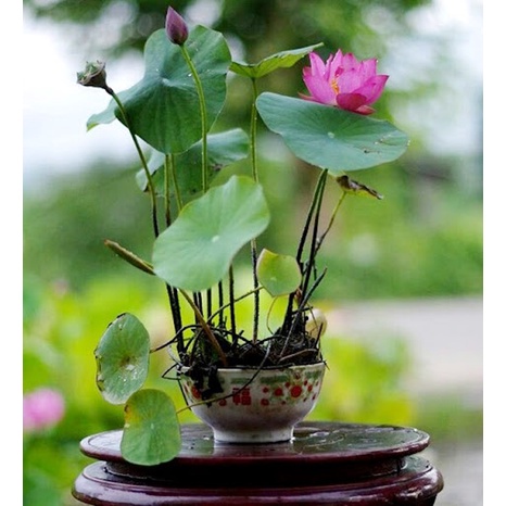 Hạt giống hoa sen Nhật mini nhiều màu - túi 5 hạt - nảy mầm tốt, chất lượng cao