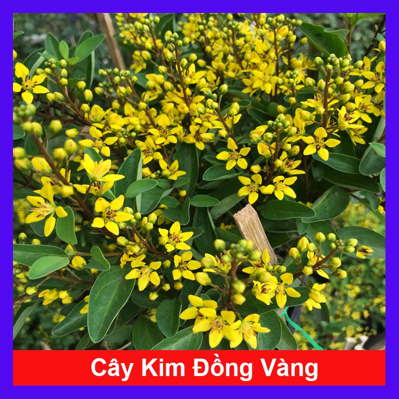 Cây Kim Đồng Vàng - Cây cảnh sân vườn + Tặng phân bón cho cây mau lớn